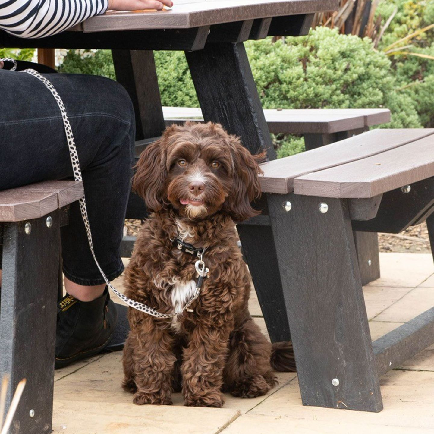 Your local dog friendly pub in Bishop Auckland